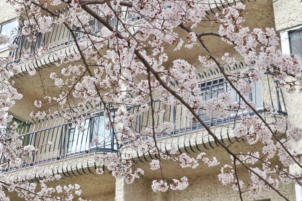 Sakura in full bloom
