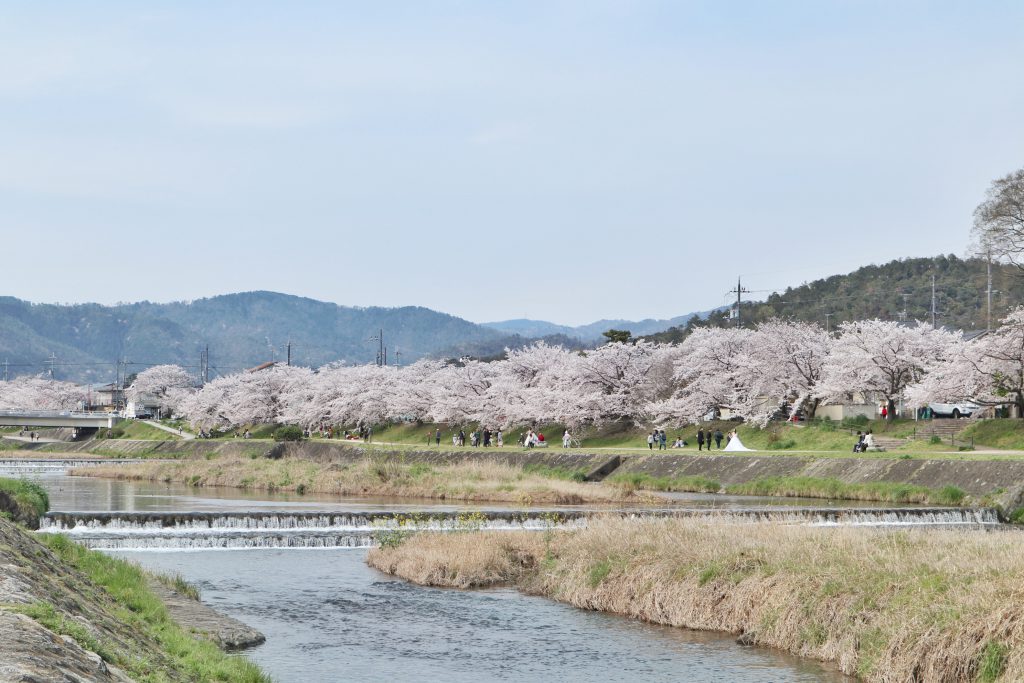 Sakura at Kamo river