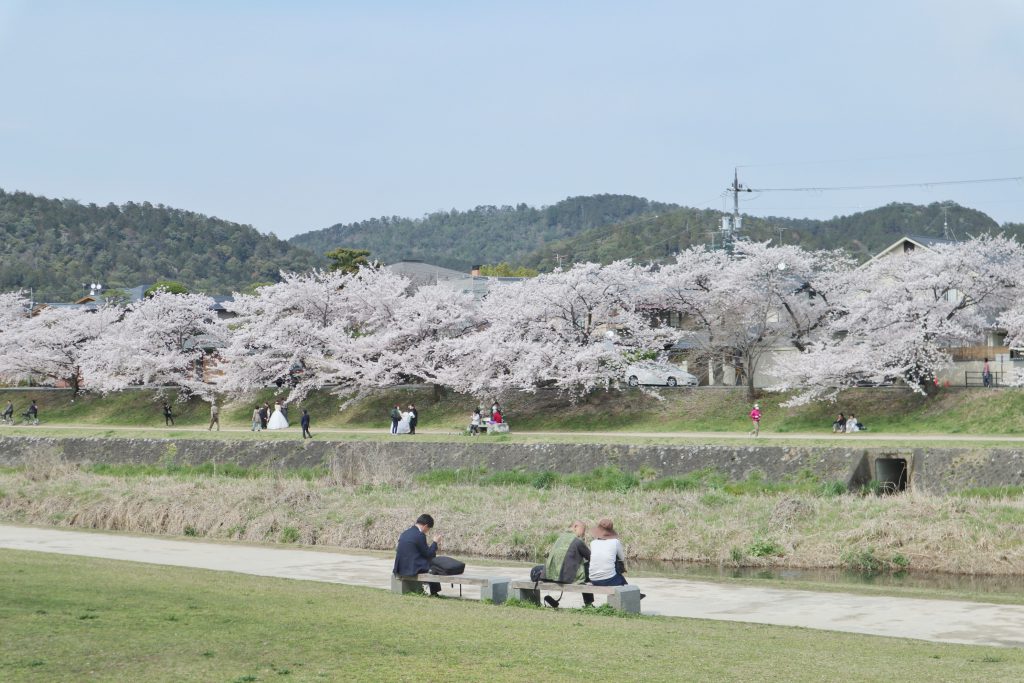 Sakura at Kamo river