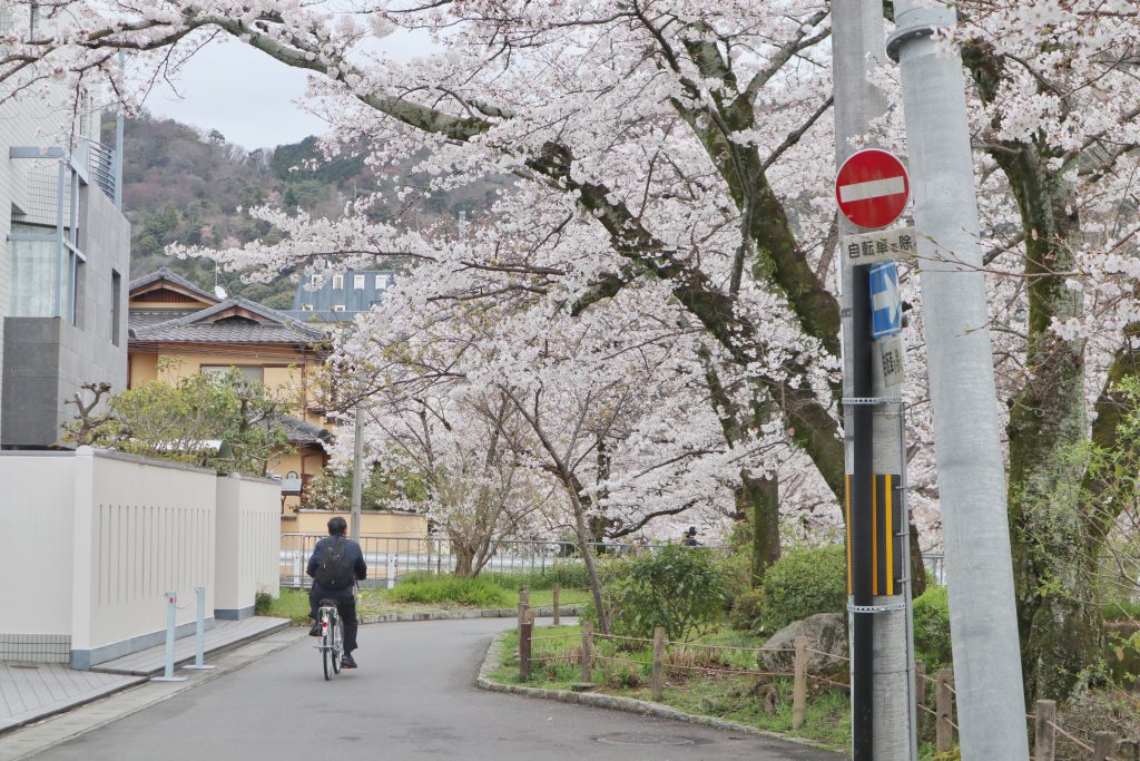 Sakura in full bloom