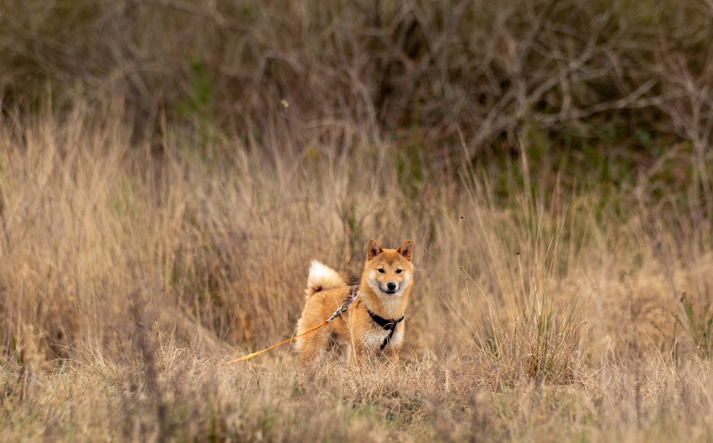 This image has an empty alt attribute; its file name is shiba-inu01-1024x636.jpg